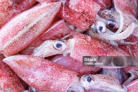 Wagub Hugua Lepas Ekspor Cumi-cumi Sebesar Rp838 Juta ke Vietnam